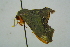  ( - BC ZSM Lep 101684)  @11 [ ] CreativeCommons - Attribution Non-Commercial Share-Alike (2017) SNSB, Staatliche Naturwissenschaftliche Sammlungen Bayerns ZSM (SNSB, Zoologische Staatssammlung Muenchen)