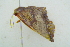  ( - BC ZSM Lep 101685)  @11 [ ] CreativeCommons - Attribution Non-Commercial Share-Alike (2017) SNSB, Staatliche Naturwissenschaftliche Sammlungen Bayerns ZSM (SNSB, Zoologische Staatssammlung Muenchen)