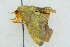  ( - BC ZSM Lep 101688)  @11 [ ] CreativeCommons - Attribution Non-Commercial Share-Alike (2017) SNSB, Staatliche Naturwissenschaftliche Sammlungen Bayerns ZSM (SNSB, Zoologische Staatssammlung Muenchen)