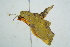  ( - BC ZSM Lep 101691)  @11 [ ] CreativeCommons - Attribution Non-Commercial Share-Alike (2017) SNSB, Staatliche Naturwissenschaftliche Sammlungen Bayerns ZSM (SNSB, Zoologische Staatssammlung Muenchen)
