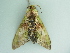  ( - BC ZSM Lep 101700)  @11 [ ] CreativeCommons - Attribution Non-Commercial Share-Alike (2017) SNSB, Staatliche Naturwissenschaftliche Sammlungen Bayerns ZSM (SNSB, Zoologische Staatssammlung Muenchen)