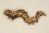  ( - BC ZSM Lep 101912)  @11 [ ] CreativeCommons - Attribution Non-Commercial Share-Alike (2018) SNSB, Staatliche Naturwissenschaftliche Sammlungen Bayerns ZSM (SNSB, Zoologische Staatssammlung Muenchen)