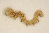  ( - BC ZSM Lep 101913)  @11 [ ] CreativeCommons - Attribution Non-Commercial Share-Alike (2018) SNSB, Staatliche Naturwissenschaftliche Sammlungen Bayerns ZSM (SNSB, Zoologische Staatssammlung Muenchen)