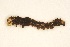  ( - BC ZSM Lep 101921)  @12 [ ] CreativeCommons - Attribution Non-Commercial Share-Alike (2018) SNSB, Staatliche Naturwissenschaftliche Sammlungen Bayerns ZSM (SNSB, Zoologische Staatssammlung Muenchen)