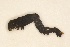  ( - BC ZSM Lep 101925)  @11 [ ] CreativeCommons - Attribution Non-Commercial Share-Alike (2018) SNSB, Staatliche Naturwissenschaftliche Sammlungen Bayerns ZSM (SNSB, Zoologische Staatssammlung Muenchen)
