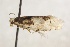  ( - BC ZSM Lep 102000)  @11 [ ] CreativeCommons - Attribution Non-Commercial Share-Alike (2018) SNSB, Staatliche Naturwissenschaftliche Sammlungen Bayerns ZSM (SNSB, Zoologische Staatssammlung Muenchen)