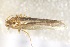  ( - BC ZSM Lep 102006)  @12 [ ] CreativeCommons - Attribution Non-Commercial Share-Alike (2018) SNSB, Staatliche Naturwissenschaftliche Sammlungen Bayerns ZSM (SNSB, Zoologische Staatssammlung Muenchen)
