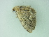  ( - BC ZSM Lep 102015)  @11 [ ] CreativeCommons - Attribution Non-Commercial Share-Alike (2018) SNSB, Staatliche Naturwissenschaftliche Sammlungen Bayerns ZSM (SNSB, Zoologische Staatssammlung Muenchen)