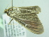  ( - BC ZSM Lep 102023)  @11 [ ] CreativeCommons - Attribution Non-Commercial Share-Alike (2018) SNSB, Staatliche Naturwissenschaftliche Sammlungen Bayerns ZSM (SNSB, Zoologische Staatssammlung Muenchen)
