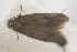  ( - BC ZSM Lep 102036)  @12 [ ] CreativeCommons - Attribution Non-Commercial Share-Alike (2018) SNSB, Staatliche Naturwissenschaftliche Sammlungen Bayerns ZSM (SNSB, Zoologische Staatssammlung Muenchen)