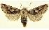  (Perigrapha - BC ZSM Lep 102039)  @15 [ ] CreativeCommons - Attribution Non-Commercial Share-Alike (2018) SNSB, Staatliche Naturwissenschaftliche Sammlungen Bayerns ZSM (SNSB, Zoologische Staatssammlung Muenchen)