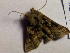  ( - BC ZSM Lep 102078)  @11 [ ] CreativeCommons - Attribution Non-Commercial Share-Alike (2018) SNSB, Staatliche Naturwissenschaftliche Sammlungen Bayerns ZSM (SNSB, Zoologische Staatssammlung Muenchen)