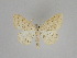  ( - BC ZSM Lep 102081)  @13 [ ] CreativeCommons - Attribution Non-Commercial Share-Alike (2018) SNSB, Staatliche Naturwissenschaftliche Sammlungen Bayerns ZSM (SNSB, Zoologische Staatssammlung Muenchen)