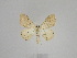  ( - BC ZSM Lep 102082)  @13 [ ] CreativeCommons - Attribution Non-Commercial Share-Alike (2018) SNSB, Staatliche Naturwissenschaftliche Sammlungen Bayerns ZSM (SNSB, Zoologische Staatssammlung Muenchen)