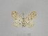  ( - BC ZSM Lep 102083)  @13 [ ] CreativeCommons - Attribution Non-Commercial Share-Alike (2018) SNSB, Staatliche Naturwissenschaftliche Sammlungen Bayerns ZSM (SNSB, Zoologische Staatssammlung Muenchen)