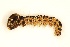  ( - BC ZSM Lep 98057)  @11 [ ] CreativeCommons - Attribution Non-Commercial Share-Alike (2018) SNSB, Staatliche Naturwissenschaftliche Sammlungen Bayerns ZSM (SNSB, Zoologische Staatssammlung Muenchen)
