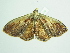  ( - BC ZSM Lep 98116)  @11 [ ] CreativeCommons - Attribution Non-Commercial Share-Alike (2018) SNSB, Staatliche Naturwissenschaftliche Sammlungen Bayerns ZSM (SNSB, Zoologische Staatssammlung Muenchen)
