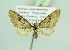  (Eupithecia pindosata - BC ZSM Lep 98140)  @14 [ ] CreativeCommons - Attribution Non-Commercial Share-Alike (2018) SNSB, Staatliche Naturwissenschaftliche Sammlungen Bayerns ZSM (SNSB, Zoologische Staatssammlung Muenchen)