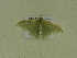 ( - BC ZSM Lep 102131)  @12 [ ] CreativeCommons - Attribution Non-Commercial Share-Alike (2018) SNSB, Staatliche Naturwissenschaftliche Sammlungen Bayerns ZSM (SNSB, Zoologische Staatssammlung Muenchen)