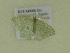  ( - BC ZSM Lep 102137)  @12 [ ] CreativeCommons - Attribution Non-Commercial Share-Alike (2018) SNSB, Staatliche Naturwissenschaftliche Sammlungen Bayerns ZSM (SNSB, Zoologische Staatssammlung Muenchen)