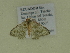  ( - BC ZSM Lep 102180)  @11 [ ] CreativeCommons - Attribution Non-Commercial Share-Alike (2018) SNSB, Staatliche Naturwissenschaftliche Sammlungen Bayerns ZSM (SNSB, Zoologische Staatssammlung Muenchen)