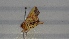  ( - BC ZSM Lep 102224)  @11 [ ] CreativeCommons - Attribution Non-Commercial Share-Alike (2018) SNSB, Staatliche Naturwissenschaftliche Sammlungen Bayerns ZSM (SNSB, Zoologische Staatssammlung Muenchen)