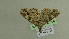  ( - BC ZSM Lep 102236)  @11 [ ] CreativeCommons - Attribution Non-Commercial Share-Alike (2018) SNSB, Staatliche Naturwissenschaftliche Sammlungen Bayerns ZSM (SNSB, Zoologische Staatssammlung Muenchen)