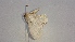  ( - BC ZSM Lep 102251)  @11 [ ] CreativeCommons - Attribution Non-Commercial Share-Alike (2018) SNSB, Staatliche Naturwissenschaftliche Sammlungen Bayerns ZSM (SNSB, Zoologische Staatssammlung Muenchen)