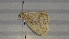  ( - BC ZSM Lep 102256)  @11 [ ] CreativeCommons - Attribution Non-Commercial Share-Alike (2018) SNSB, Staatliche Naturwissenschaftliche Sammlungen Bayerns ZSM (SNSB, Zoologische Staatssammlung Muenchen)