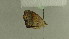  ( - BC ZSM Lep 102261)  @11 [ ] CreativeCommons - Attribution Non-Commercial Share-Alike (2018) SNSB, Staatliche Naturwissenschaftliche Sammlungen Bayerns ZSM (SNSB, Zoologische Staatssammlung Muenchen)