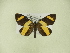  ( - BC ZSM Lep 102298)  @11 [ ] CreativeCommons - Attribution Non-Commercial Share-Alike (2018) SNSB, Staatliche Naturwissenschaftliche Sammlungen Bayerns ZSM (SNSB, Zoologische Staatssammlung Muenchen)