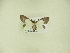  ( - BC ZSM Lep 102306)  @11 [ ] CreativeCommons - Attribution Non-Commercial Share-Alike (2018) SNSB, Staatliche Naturwissenschaftliche Sammlungen Bayerns ZSM (SNSB, Zoologische Staatssammlung Muenchen)