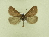  ( - BC ZSM Lep 102314)  @11 [ ] CreativeCommons - Attribution Non-Commercial Share-Alike (2018) SNSB, Staatliche Naturwissenschaftliche Sammlungen Bayerns ZSM (SNSB, Zoologische Staatssammlung Muenchen)