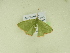  ( - BC ZSM Lep 102341)  @11 [ ] CreativeCommons - Attribution Non-Commercial Share-Alike (2018) SNSB, Staatliche Naturwissenschaftliche Sammlungen Bayerns ZSM (SNSB, Zoologische Staatssammlung Muenchen)
