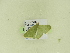  ( - BC ZSM Lep 102347)  @12 [ ] CreativeCommons - Attribution Non-Commercial Share-Alike (2018) SNSB, Staatliche Naturwissenschaftliche Sammlungen Bayerns ZSM (SNSB, Zoologische Staatssammlung Muenchen)