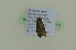  ( - BC ZSM Lep 102410)  @11 [ ] CreativeCommons - Attribution Non-Commercial Share-Alike (2018) SNSB, Staatliche Naturwissenschaftliche Sammlungen Bayerns ZSM (SNSB, Zoologische Staatssammlung Muenchen)