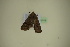  ( - BC ZSM Lep 102418)  @11 [ ] CreativeCommons - Attribution Non-Commercial Share-Alike (2018) SNSB, Staatliche Naturwissenschaftliche Sammlungen Bayerns ZSM (SNSB, Zoologische Staatssammlung Muenchen)
