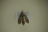  ( - BC ZSM Lep 102451)  @11 [ ] CreativeCommons - Attribution Non-Commercial Share-Alike (2018) SNSB, Staatliche Naturwissenschaftliche Sammlungen Bayerns ZSM (SNSB, Zoologische Staatssammlung Muenchen)