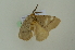  ( - BC ZSM Lep 102468)  @11 [ ] CreativeCommons - Attribution Non-Commercial Share-Alike (2018) SNSB, Staatliche Naturwissenschaftliche Sammlungen Bayerns ZSM (SNSB, Zoologische Staatssammlung Muenchen)