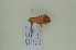  (Crothaema sericea - BC ZSM Lep 102472)  @11 [ ] CreativeCommons - Attribution Non-Commercial Share-Alike (2018) SNSB, Staatliche Naturwissenschaftliche Sammlungen Bayerns ZSM (SNSB, Zoologische Staatssammlung Muenchen)