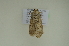  ( - BC ZSM Lep 102483)  @11 [ ] CreativeCommons - Attribution Non-Commercial Share-Alike (2018) SNSB, Staatliche Naturwissenschaftliche Sammlungen Bayerns ZSM (SNSB, Zoologische Staatssammlung Muenchen)