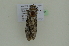  ( - BC ZSM Lep 102486)  @11 [ ] CreativeCommons - Attribution Non-Commercial Share-Alike (2018) SNSB, Staatliche Naturwissenschaftliche Sammlungen Bayerns ZSM (SNSB, Zoologische Staatssammlung Muenchen)