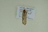  ( - BC ZSM Lep 102499)  @11 [ ] CreativeCommons - Attribution Non-Commercial Share-Alike (2018) SNSB, Staatliche Naturwissenschaftliche Sammlungen Bayerns ZSM (SNSB, Zoologische Staatssammlung Muenchen)