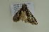  ( - BC ZSM Lep 102513)  @12 [ ] CreativeCommons - Attribution Non-Commercial Share-Alike (2018) SNSB, Staatliche Naturwissenschaftliche Sammlungen Bayerns ZSM (SNSB, Zoologische Staatssammlung Muenchen)
