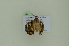  ( - BC ZSM Lep 102520)  @11 [ ] CreativeCommons - Attribution Non-Commercial Share-Alike (2018) SNSB, Staatliche Naturwissenschaftliche Sammlungen Bayerns ZSM (SNSB, Zoologische Staatssammlung Muenchen)