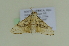  ( - BC ZSM Lep 102625)  @11 [ ] CreativeCommons - Attribution Non-Commercial Share-Alike (2018) SNSB, Staatliche Naturwissenschaftliche Sammlungen Bayerns ZSM (SNSB, Zoologische Staatssammlung Muenchen)