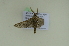  ( - BC ZSM Lep 102631)  @11 [ ] CreativeCommons - Attribution Non-Commercial Share-Alike (2018) SNSB, Staatliche Naturwissenschaftliche Sammlungen Bayerns ZSM (SNSB, Zoologische Staatssammlung Muenchen)