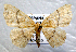  (Cyclophora serveti - BC ZSM Lep 104211)  @11 [ ] CreativeCommons - Attribution Non-Commercial Share-Alike (2018) SNSB, Staatliche Naturwissenschaftliche Sammlungen Bayerns ZSM (SNSB, Zoologische Staatssammlung Muenchen)