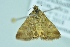  ( - BC ZSM Lep 104213)  @13 [ ] CreativeCommons - Attribution Non-Commercial Share-Alike (2018) SNSB, Staatliche Naturwissenschaftliche Sammlungen Bayerns ZSM (SNSB, Zoologische Staatssammlung Muenchen)