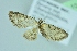  ( - BC ZSM Lep 104217)  @12 [ ] CreativeCommons - Attribution Non-Commercial Share-Alike (2018) SNSB, Staatliche Naturwissenschaftliche Sammlungen Bayerns ZSM (SNSB, Zoologische Staatssammlung Muenchen)